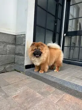 CHOWCHOW BETINA ANAKAN CHAMPION