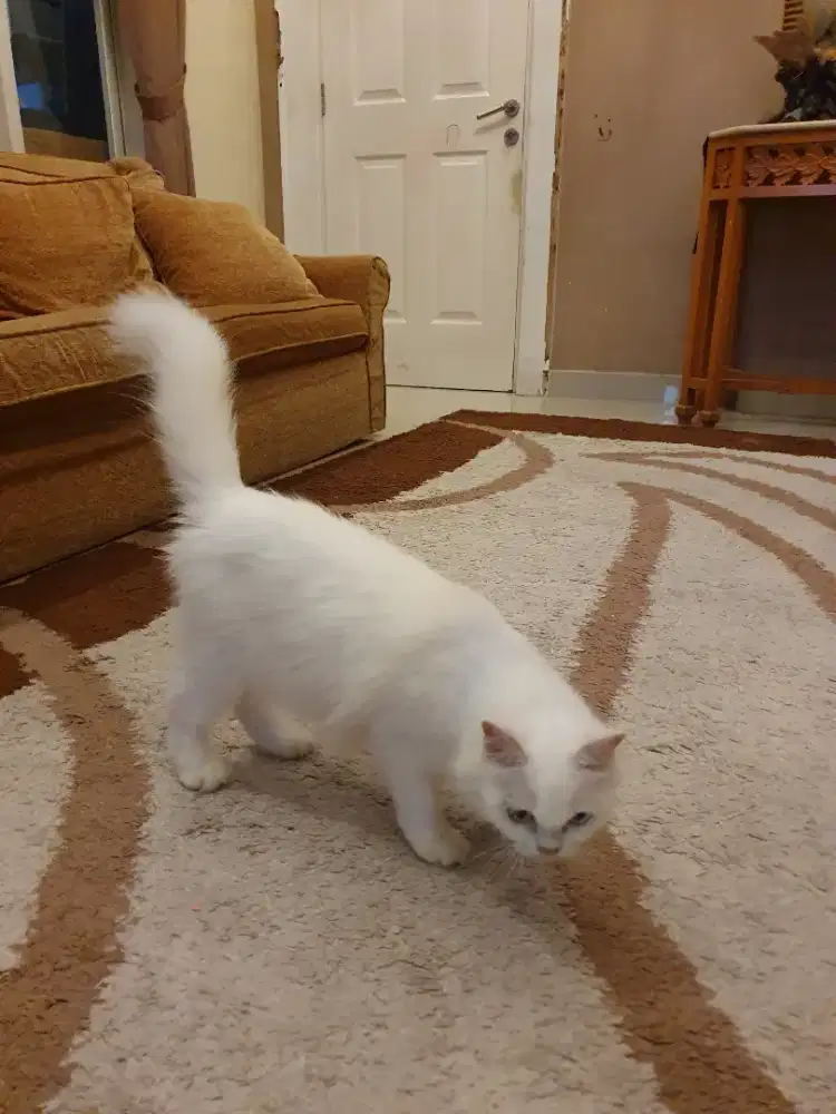 Lepas adopsi kucing persia odd eye