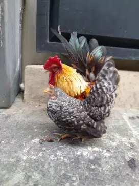 Ayam indukan kate ceper