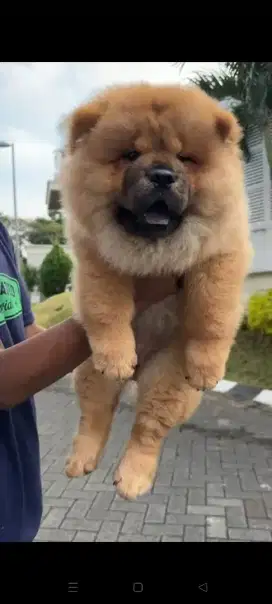 CHOWCHOW FEMALE ANAKAN CHAMPION