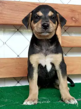 Anakan anjing ras mix