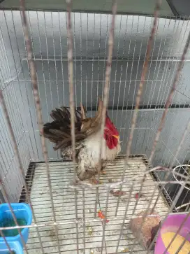 Ayam Kate jago rajin berkokok