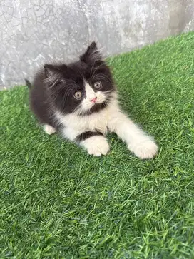 Jual kucing kitten british long hair bicolor