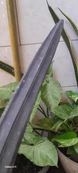Keris jalak kolomunyeng
