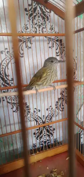 Burung siri siri Masteran muray batu