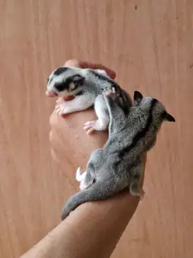 SUGAR GLIDER JOEY