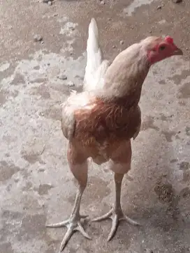 Ayam Bangkok Mangon babon tra juara
