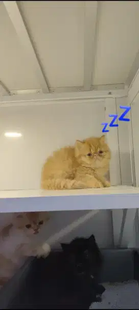 kucing kitten anakan angora peaknose persia ragdoll munchkin british