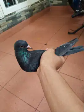 Merpati betina pacek