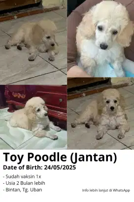 Toy Poodle Jantan 2 Bulan
