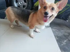 Jual indukan Corgi