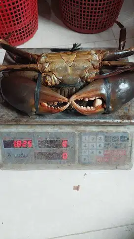 KEPITING BAKAU KUALITAS PADAT DAN HARGA SAHABAT