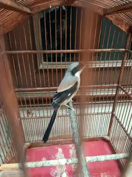 Pentet jawa timur asli