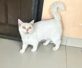 Kucing bsh british short hair bsh british short hair