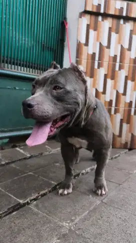 American bully pocket betina