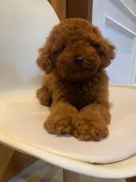 Poodle red jantan dan betina bulu tebal double coat