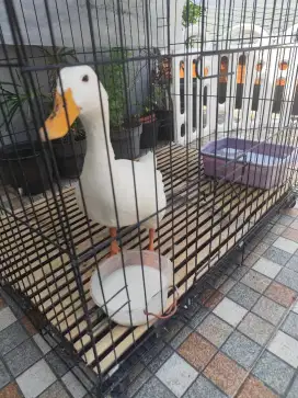 Jual Bebek Peking Putih (entog)