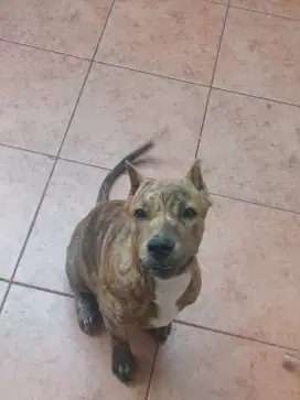 Anakan American Pitbull Terrier