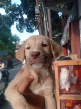 anjing mix golden betina