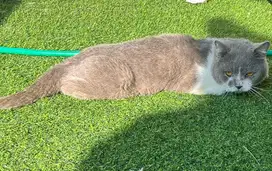 Kucing British shorthair bsh british short hair