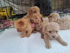 Dijual puppies poodle 5 ekor kosongan