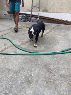 Jual indukan english bulldog