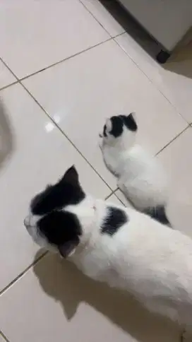 Adopsi kucing umur 2 sd 8 bulan