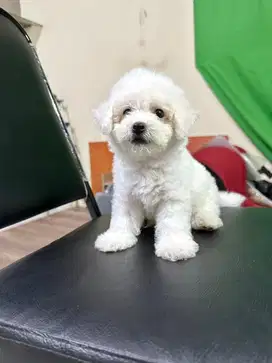 Jual Anakan Poochon atau Poodle x Bichon