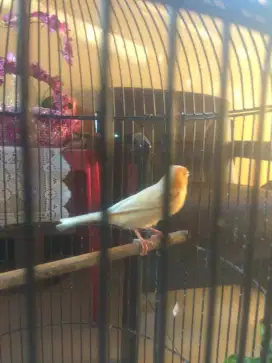 Burung Kenari Af warna kuning Gacor