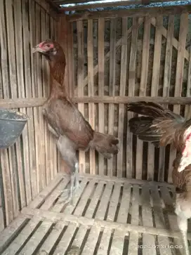 Ayam Mangon bulbi