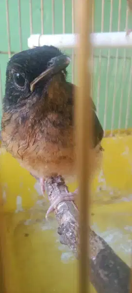 Murai baru medan lolohan