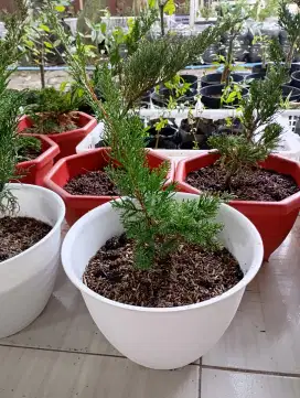 Dijual pohon cemara sinensis