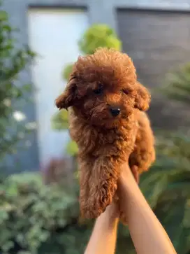RED TOY POODLE ISTIMEWA