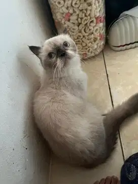 LEPAS ADOPT KUCING RAS