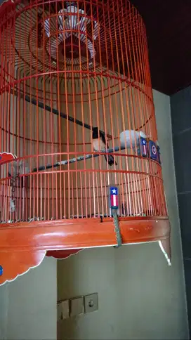 Murai Betina plus kandang no 2