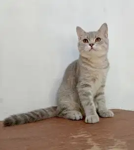 British Shorthair blue Tabby