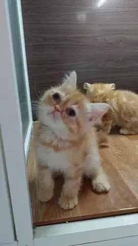 Kucing Persia Exotic Peaknose Kitten Betina Anakan