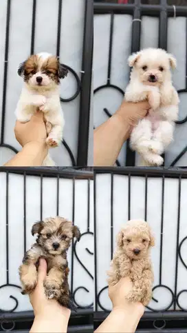 Open Adopt Maltipoo DOB Juni 25