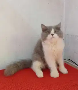 Flatnose bicolor