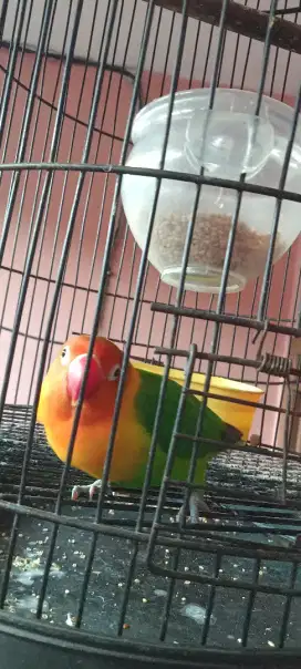 Lovebird fix jantan tulen galak