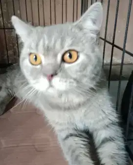 BSH tabby blue jantan