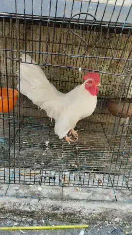 Ayam kate sepasang