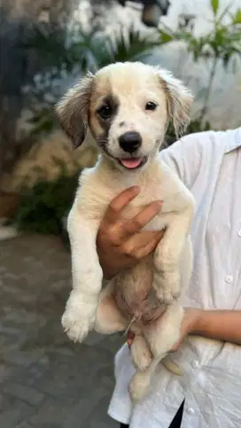 Open adopsi anjing berbayar | jual anak anjing | jual anjing murah
