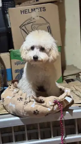 Toy Poodle Apricot Stb Microchip