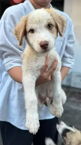 SISA 2 EKOR! adopsi anjing  | jual anak anjing | jual anjing murah