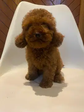 Poodle red betina usia 2 bulan body kecil, size tiny
