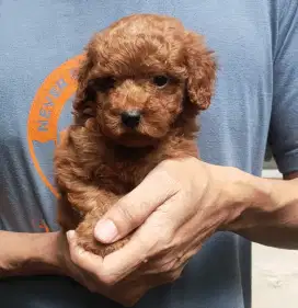 DI JUAL MURAH RED TOY POODLE STAMBUM KUALITAS BAGUS