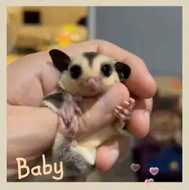 Joey Sugar Glider
