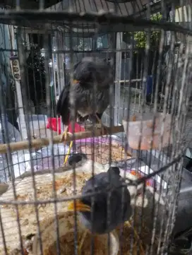 Jalak kebo anakan