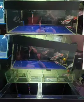 Aquarium full sabuk dan full background